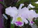Cattleya alba