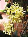 jasmim do imperador (Osmanthus fragrans) Pousada Jardim do Eeden photo  Eduardo Loureiro