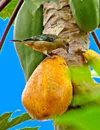 Burnished-buff Tanager also likes papaya -- photo by Eduardo Loureiro